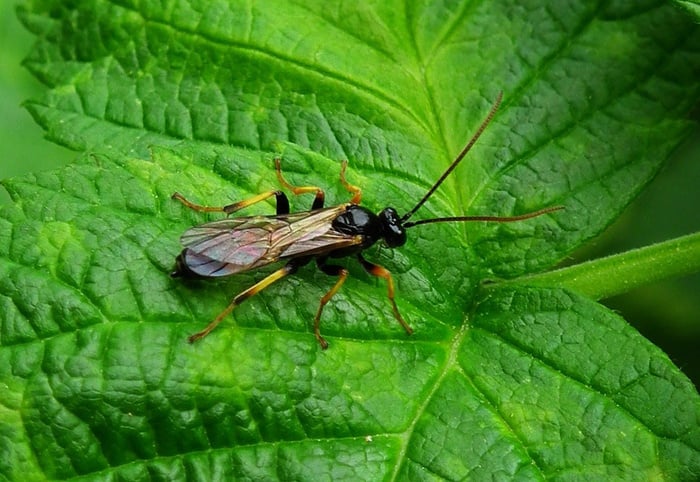 Insect on a Leaf